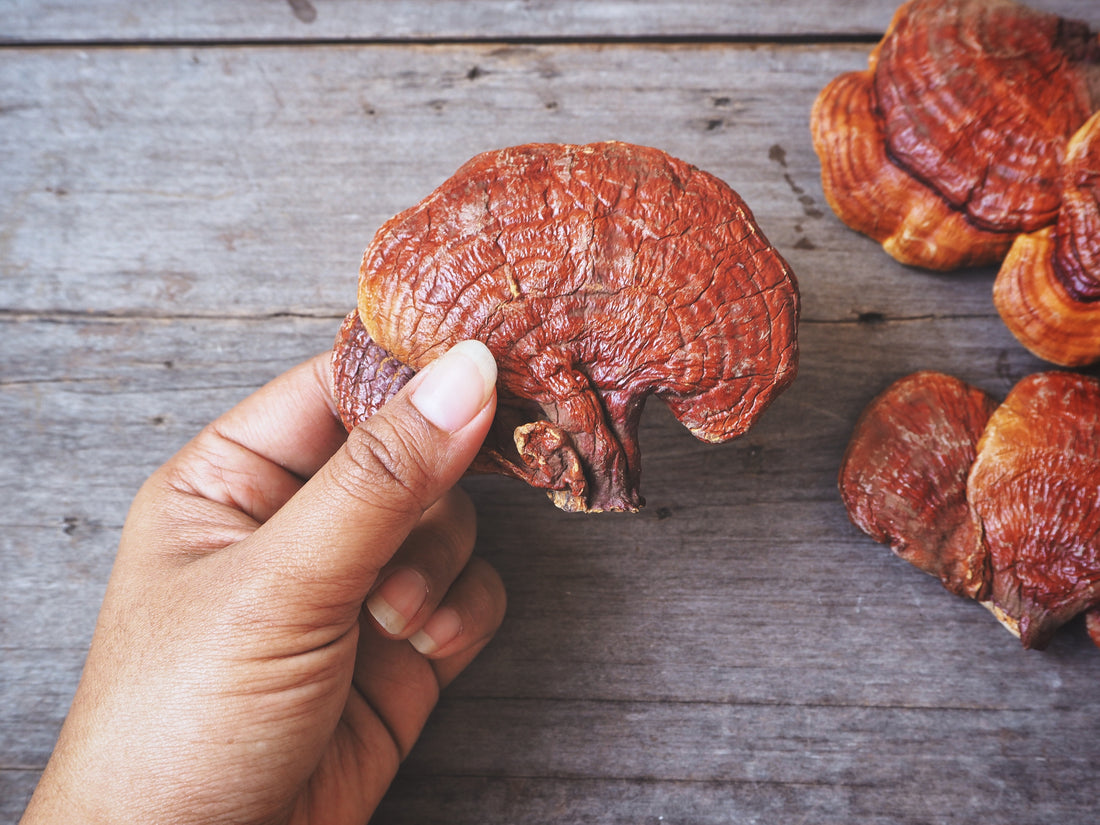 Reishi Mushroom: A 2,000+ Year-Old "Superfood"