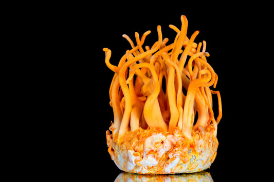 Maximizing Cordycepin Bioavailability: The Science Your Body Needs You to Know