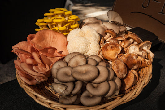 Finding Your Perfect Mushroom: Beginner's Guide to Functional Mushroom Supplements