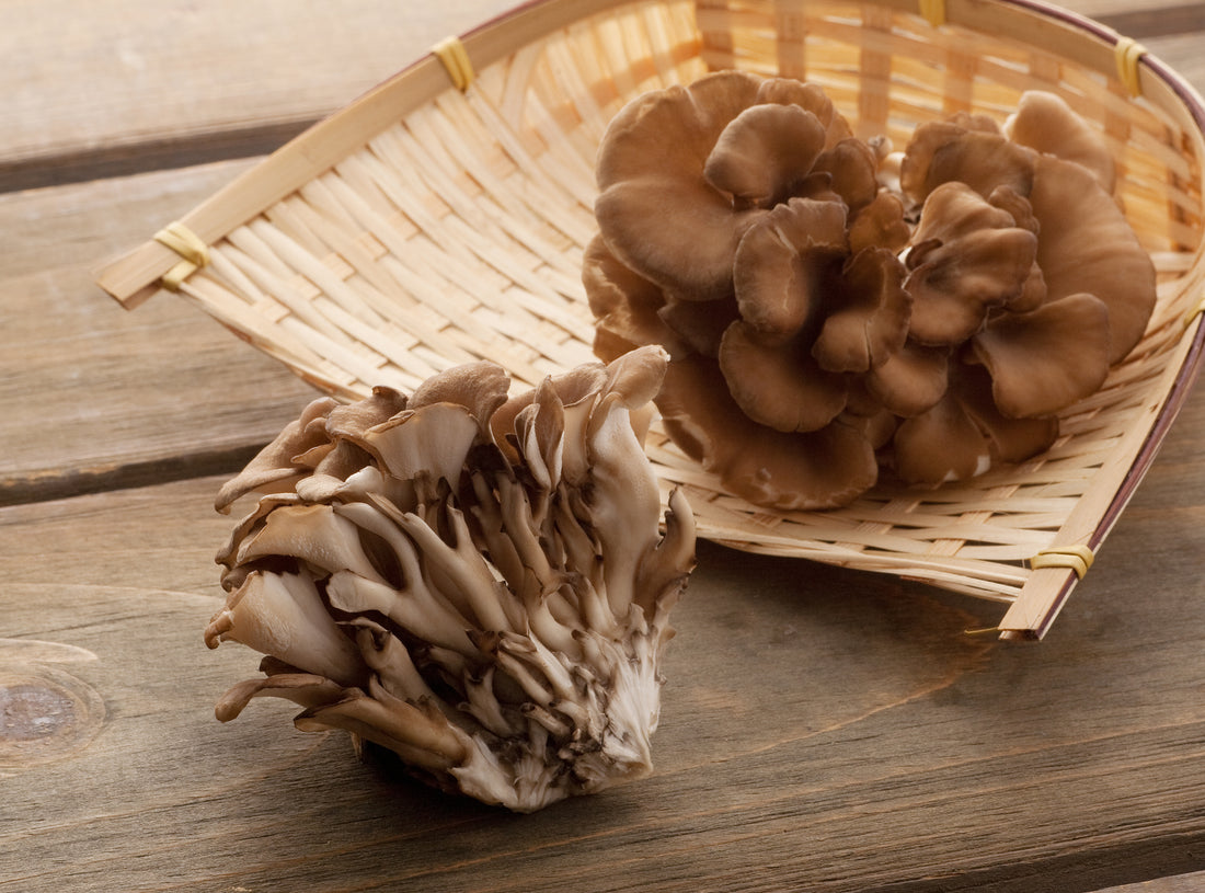 Everything You Need to Know About Maitake Mushrooms