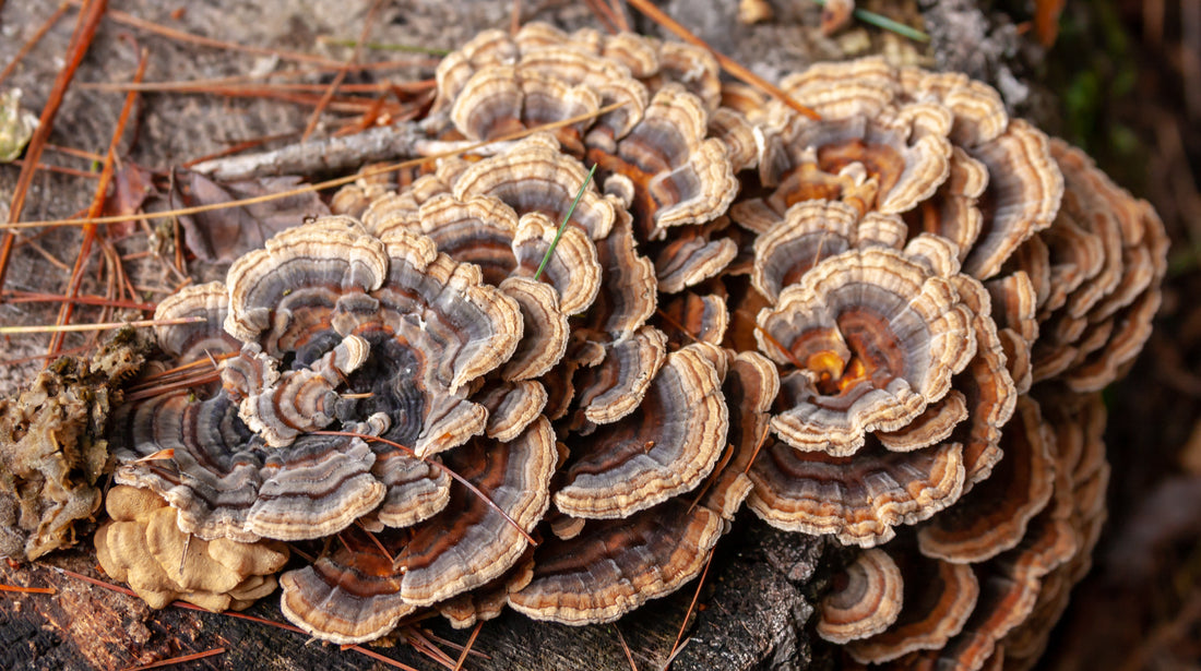 Why Should You Add Turkey Tail Mushroom to Your Daily Routine?