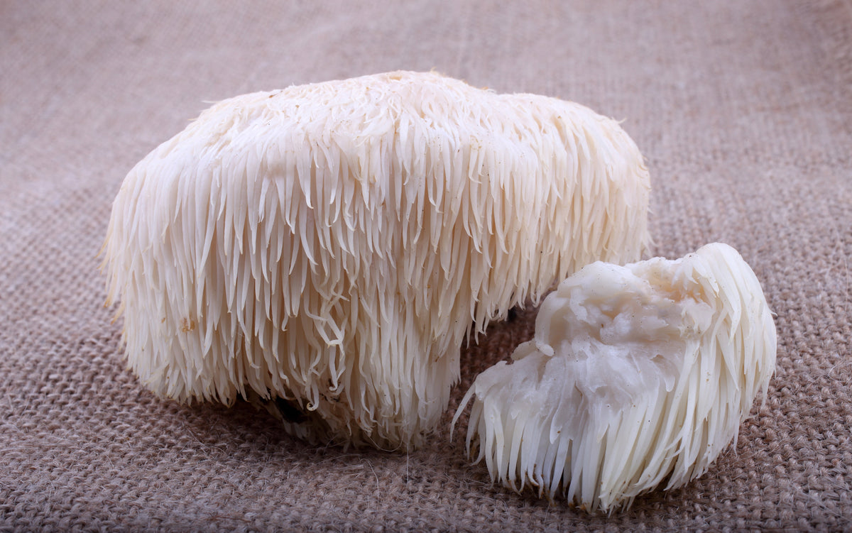 Lion's Mane Mushroom: Bioactive Compounds, Solubility, and Health Bene ...