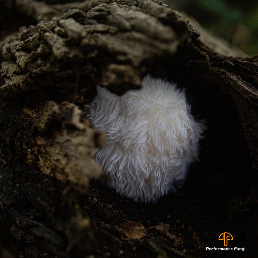 "Erin" The Lion's Mane Mushroom Plush